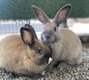 adoptable Rabbit in oakland, CA named Clint Howard (bonded w/ Ron Howard)