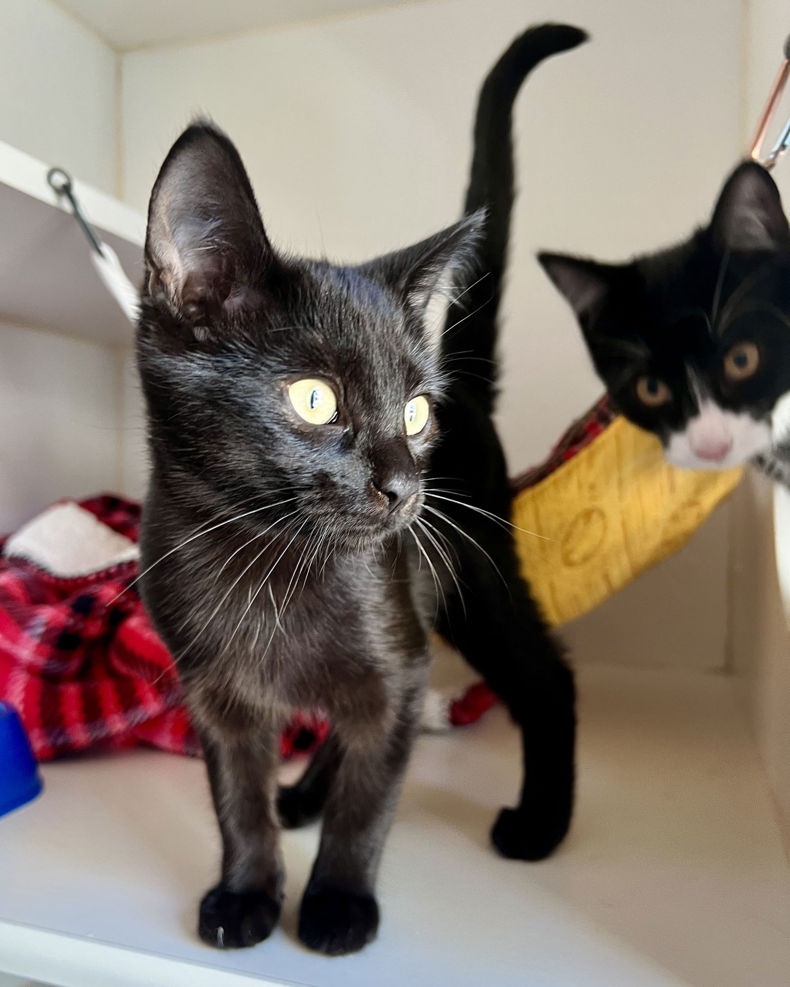 Miro (bonded w/ Yuco) Photo