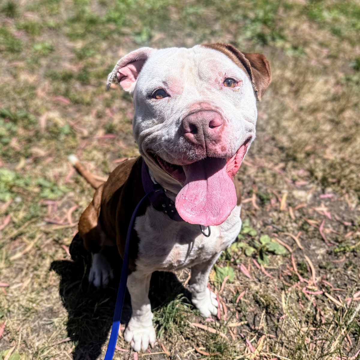 adoptable Dog in Oakland, CA named Boxie