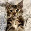 adoptable Cat in oakland, CA named Obi