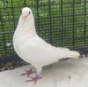adoptable Bird in oakland, CA named Stallone