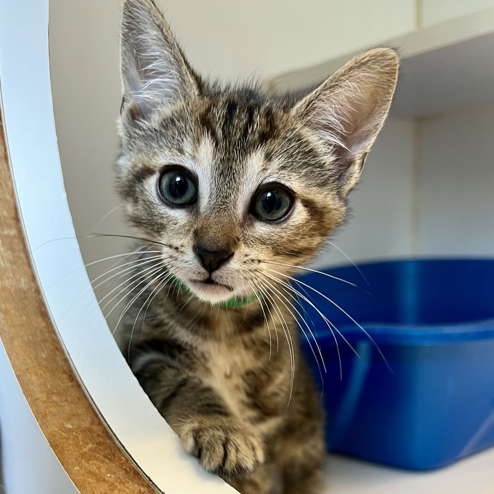 Caramel (bonded w/ Moon) Photo