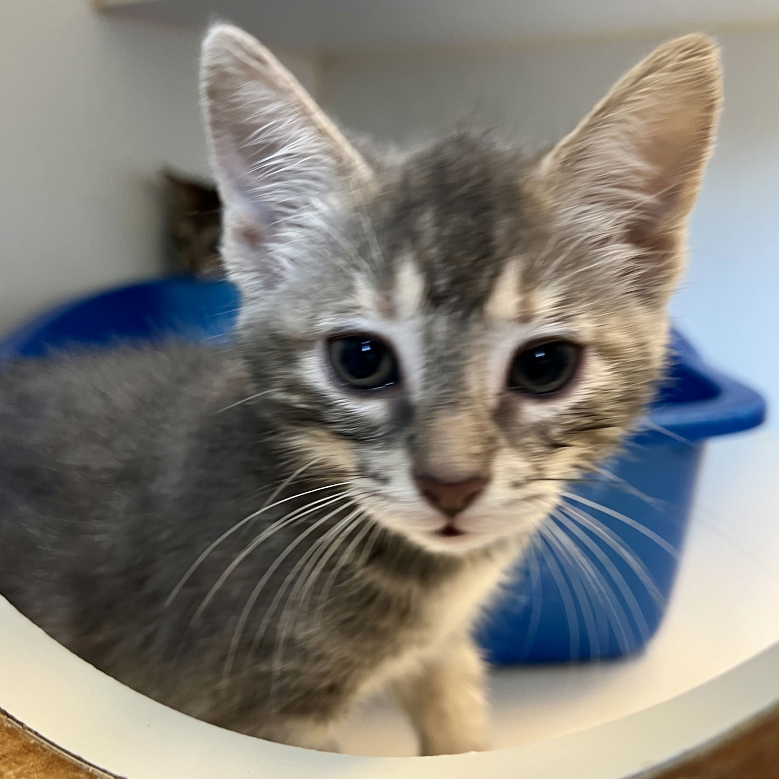Moon (bonded w/ Caramel) Photo