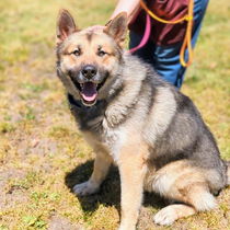 Hachi Photo
