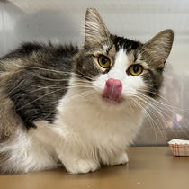 Munchie (Bonded with John) Photo