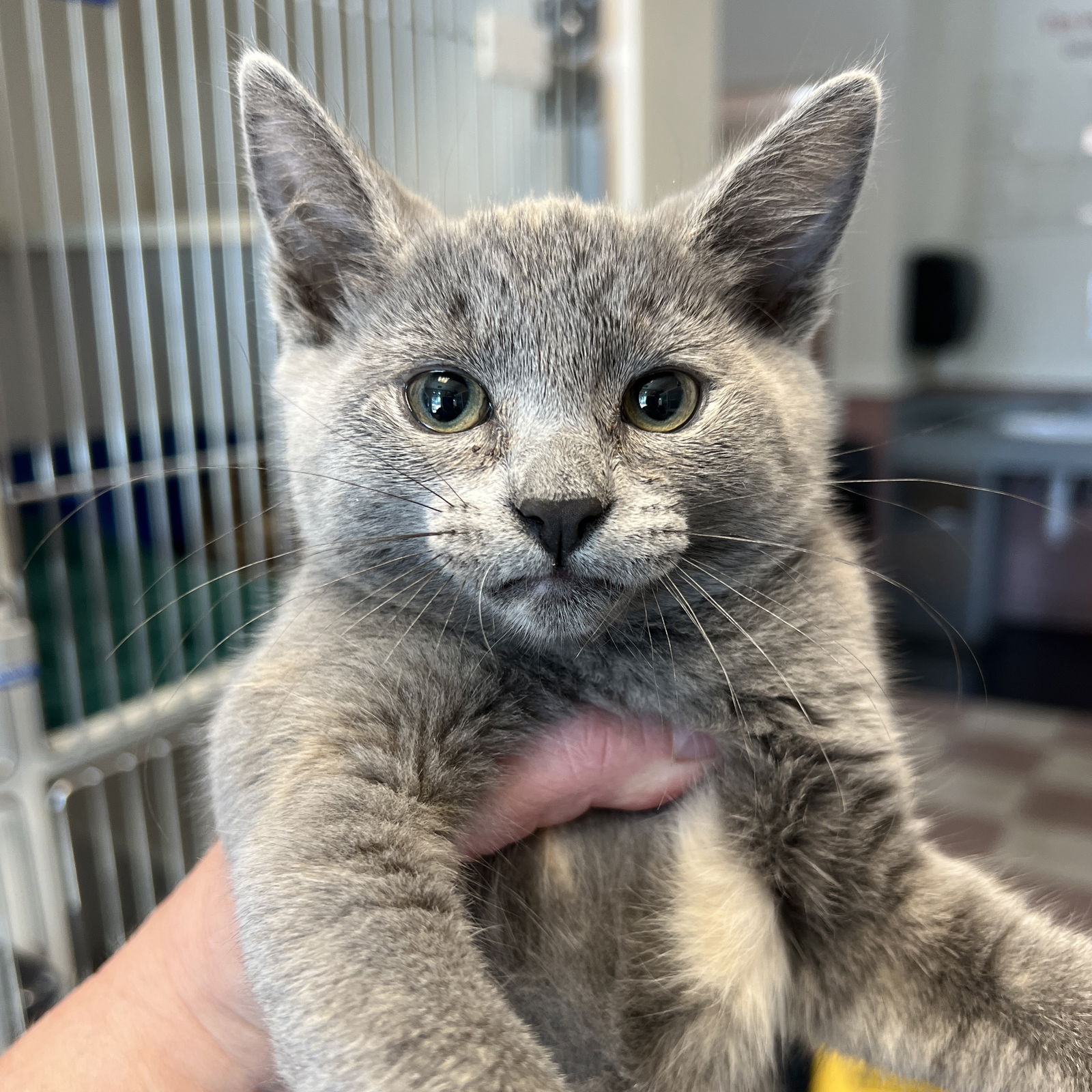 Vivian (bonded w/ Maude) Photo