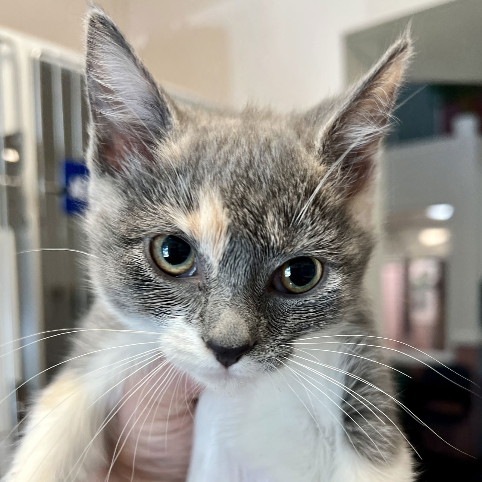 Maude (bonded w/ Vivian) Photo