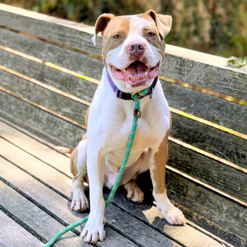 picture of the dog needing adoption