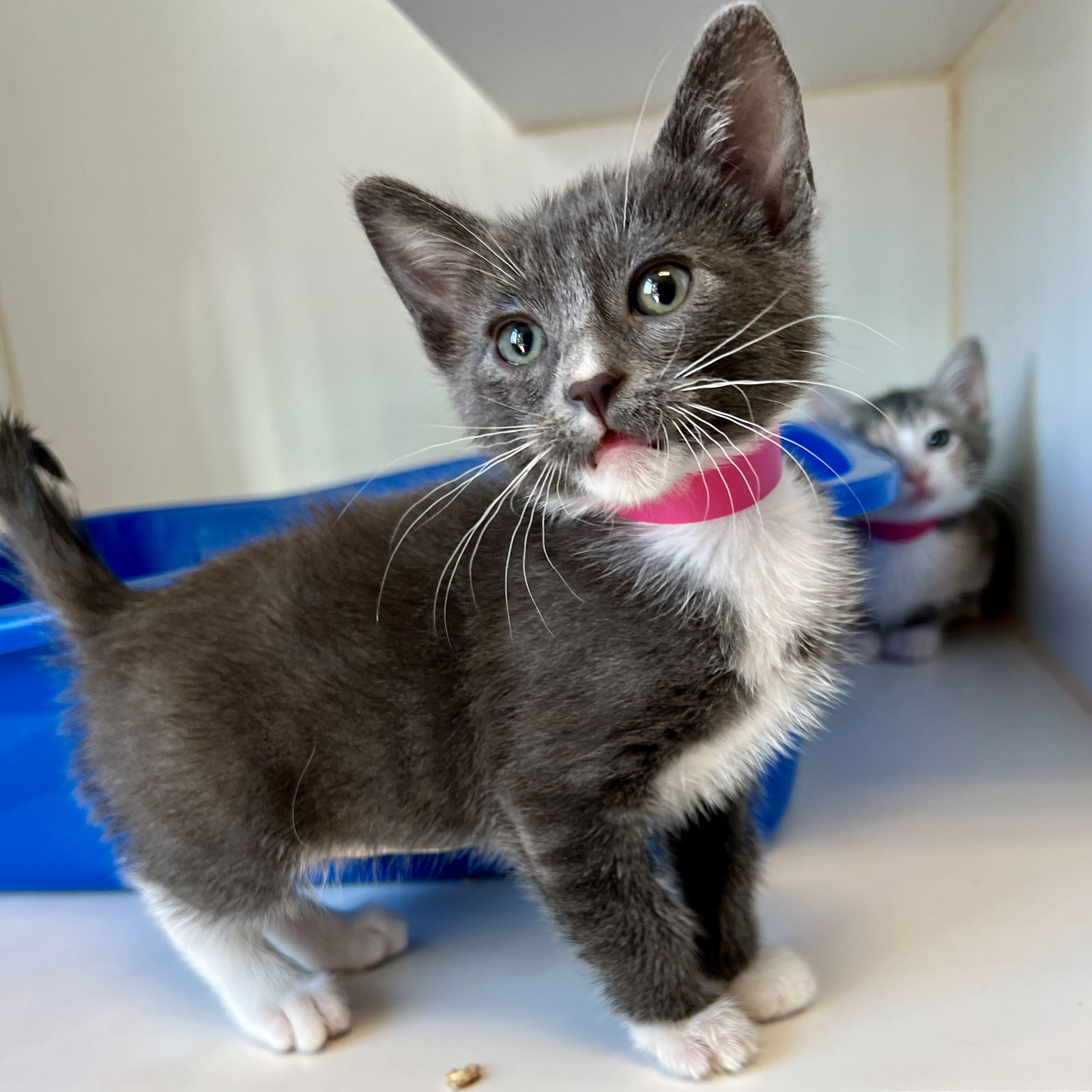 Ida (bonded w/ Ethel) Photo