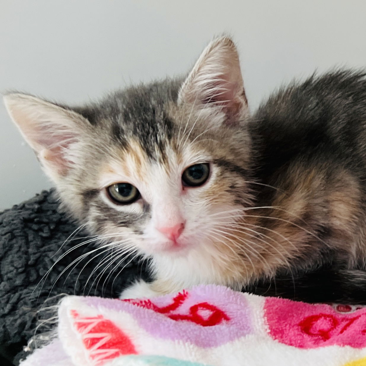 Ethel (bonded w/ Ida) Photo
