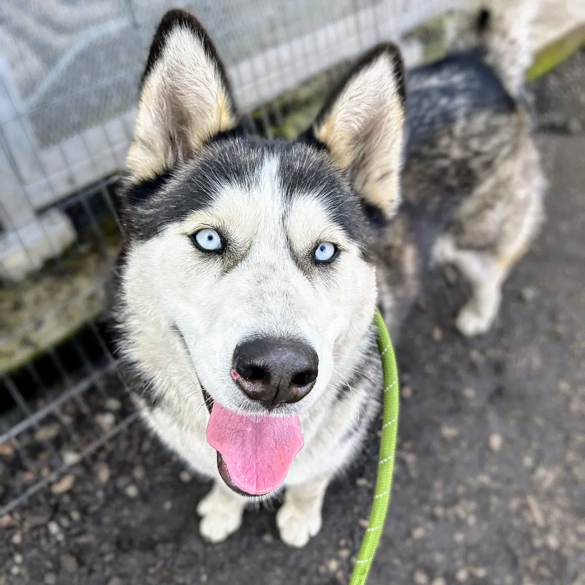 Oceania - Siberian Husky