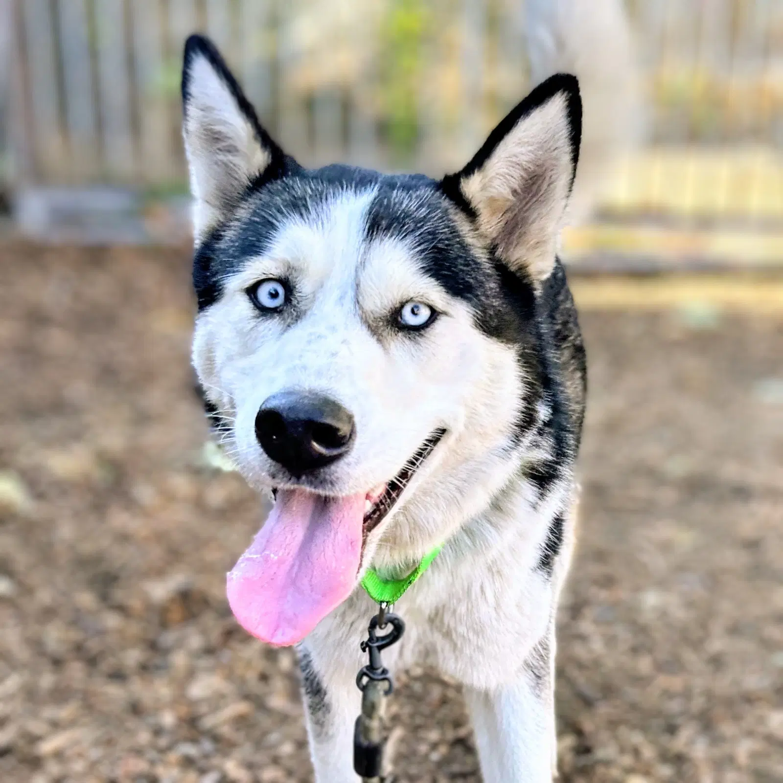 Oceania - Siberian Husky