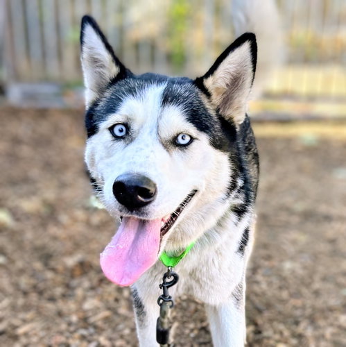 Oceania, a dog for adoption from Oakland Animal Services