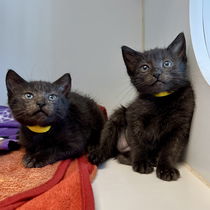 Lucky (bonded w/ Sunny) Photo