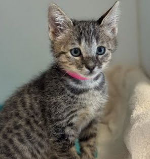Wybie (bonded w/ Coraline) Photo