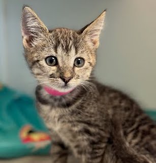 Coraline (bonded w/ Wybie) Photo
