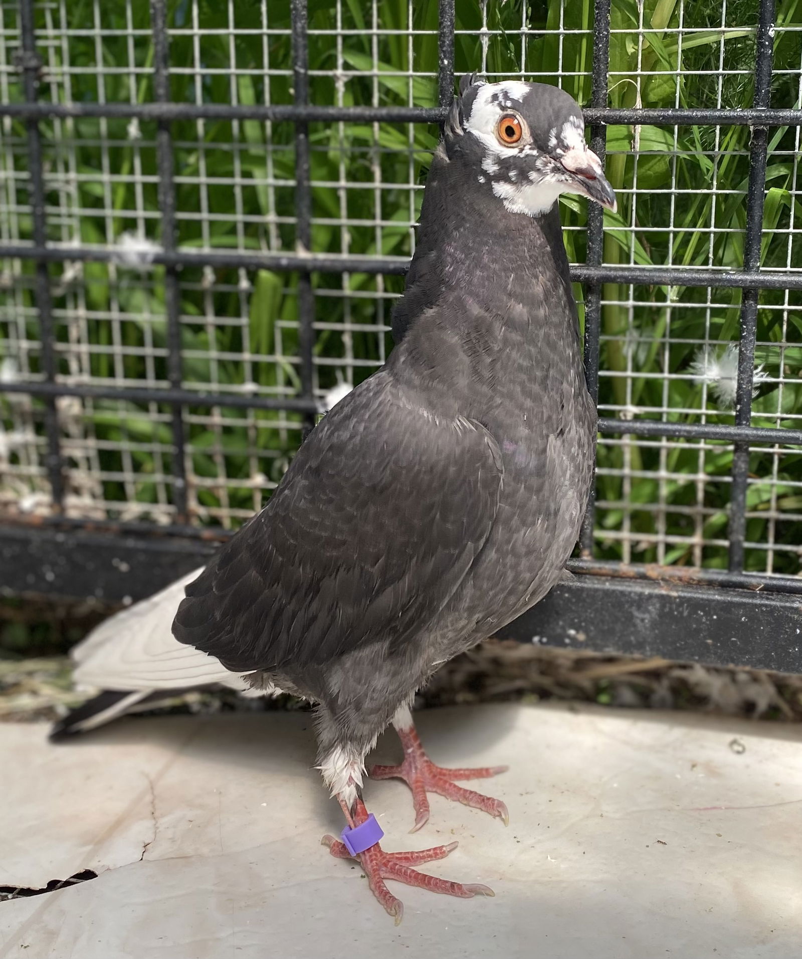 adoptable Bird in Oakland, CA named Stewey