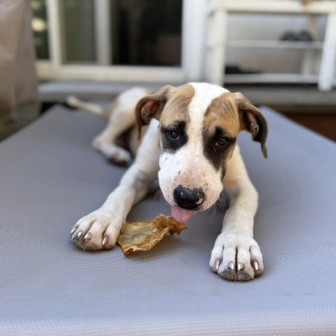 Bagel Photo