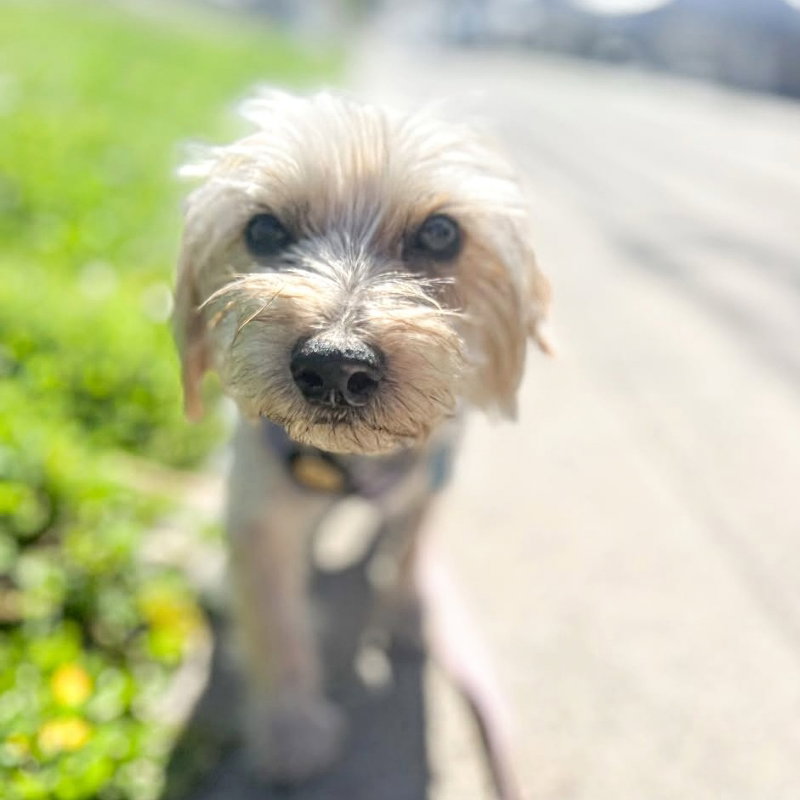 Widdle Pup Image