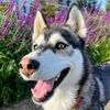 adoptable Dog in oakland, CA named Lilac
