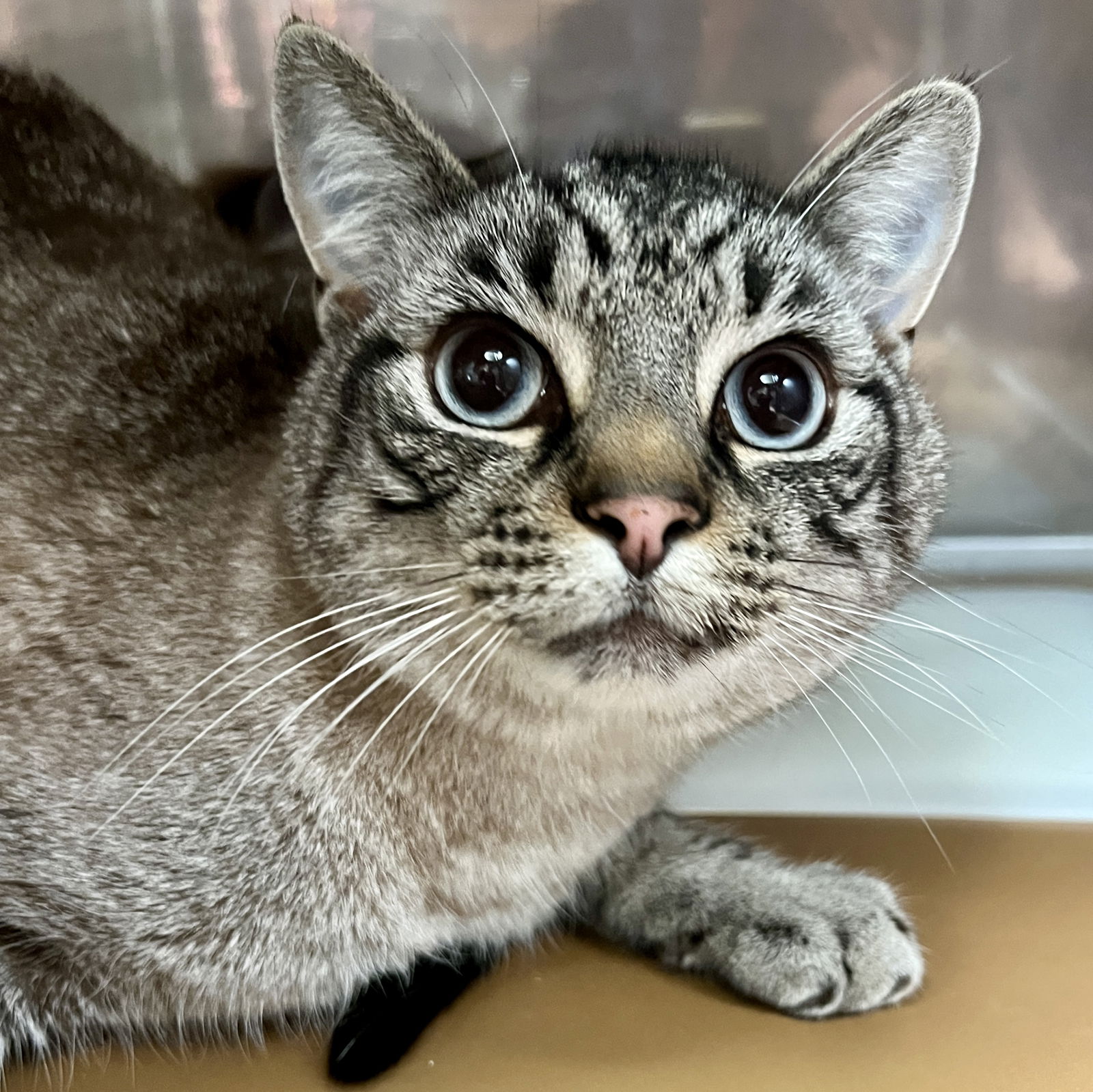 Atlas(Bonded with Paris) Photo