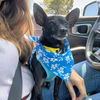 adoptable Dog in oakland, CA named Vader