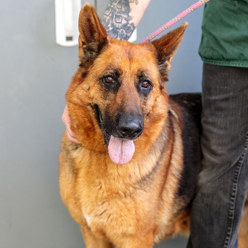 picture of the dog needing adoption