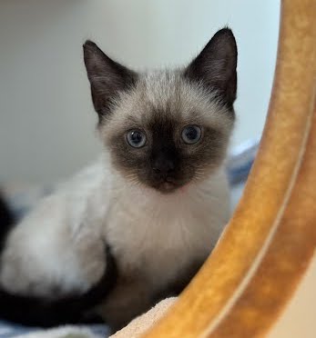 Boris Photo