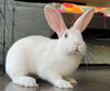 adoptable Rabbit in  named Bluebird