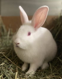 Peaches Photo