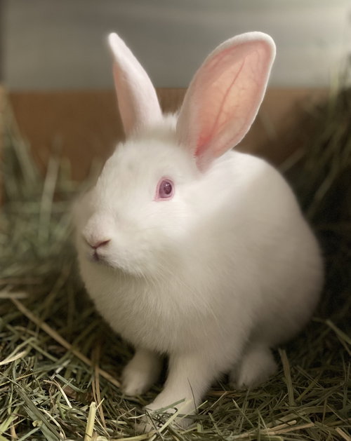 PEACHES - American available for adoption