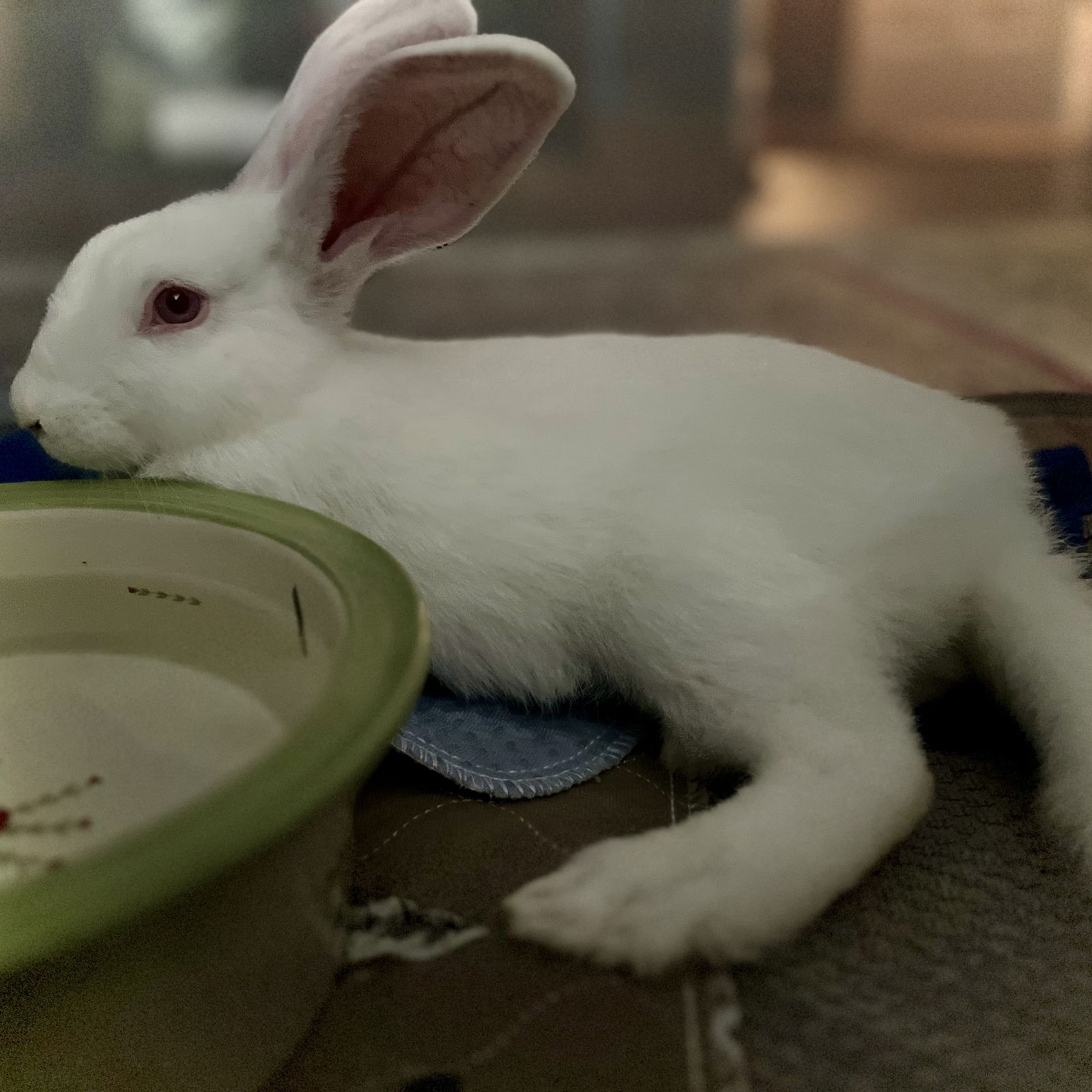 adoptable Rabbit in Oakland, CA named Cora (bonded w/ Clarence)