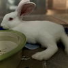 adoptable Rabbit in oakland, CA named Cora (bonded w/ Clarence)