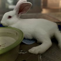 Cora (bonded w/ Clarence) Photo