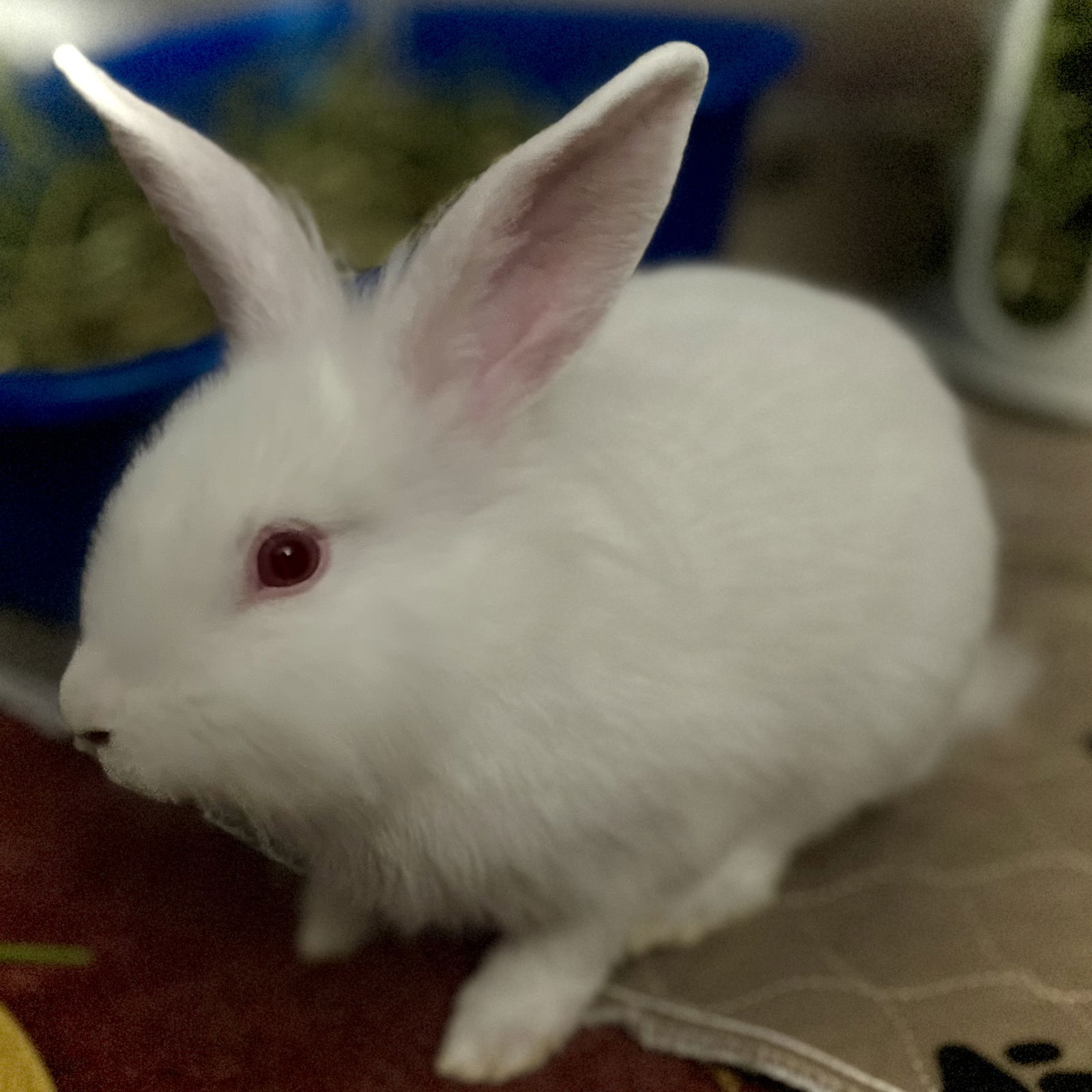 adoptable Rabbit in Oakland, CA named Clarence (bonded w/ Cora)