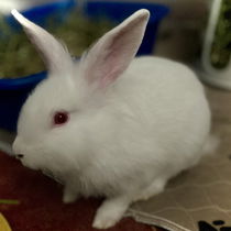 Clarence (bonded w/ Cora) Photo