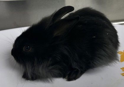 adoptable Rabbit in Oakland, CA named Lulu (bonded w/ Lyle)