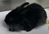 adoptable Rabbit in  named Lulu (bonded w/ Lyle)