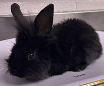 Lyle (bonded w/ Lulu) Photo