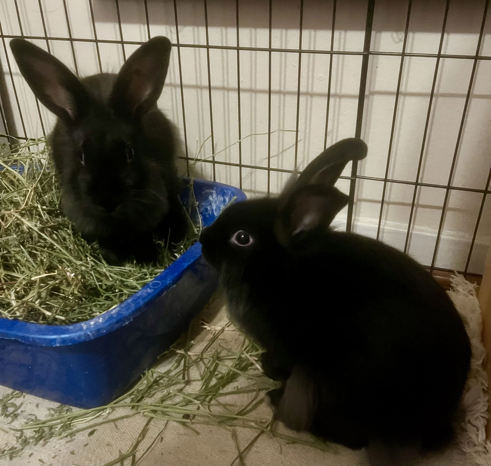 adoptable Rabbit in Oakland, CA named Lyle (bonded w/ Lulu)
