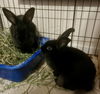 adoptable Rabbit in  named Lyle (bonded w/ Lulu)