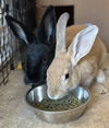 adoptable Rabbit in oakland, CA named Apricot (bonded w/ Plum)