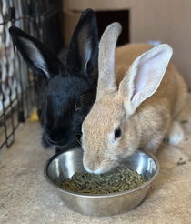 Apricot (bonded w/ Plum) Photo