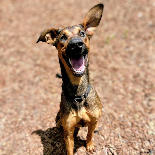 animal-image