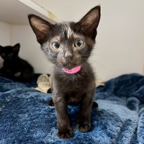 Eloise (bonded w/ Fiona) Photo