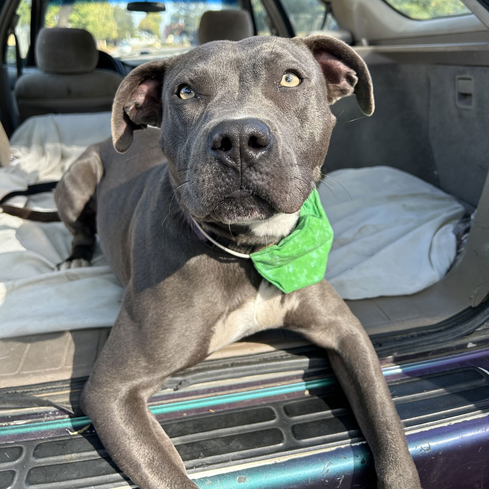 adoptable Dog in Oakland, CA named Sula