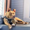 adoptable Dog in oakland, CA named Jalen