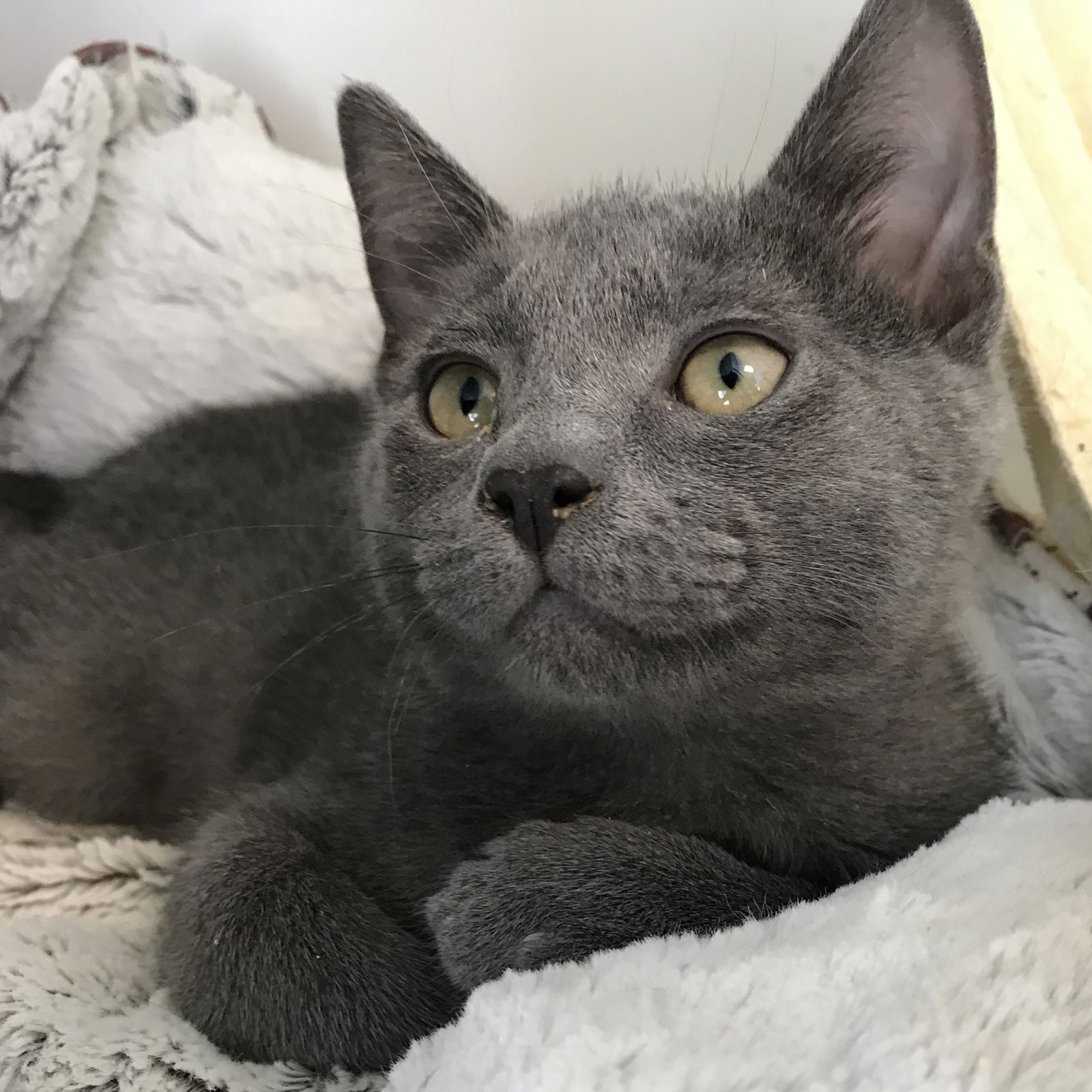 Reid (bonded w/ Quinn) Photo