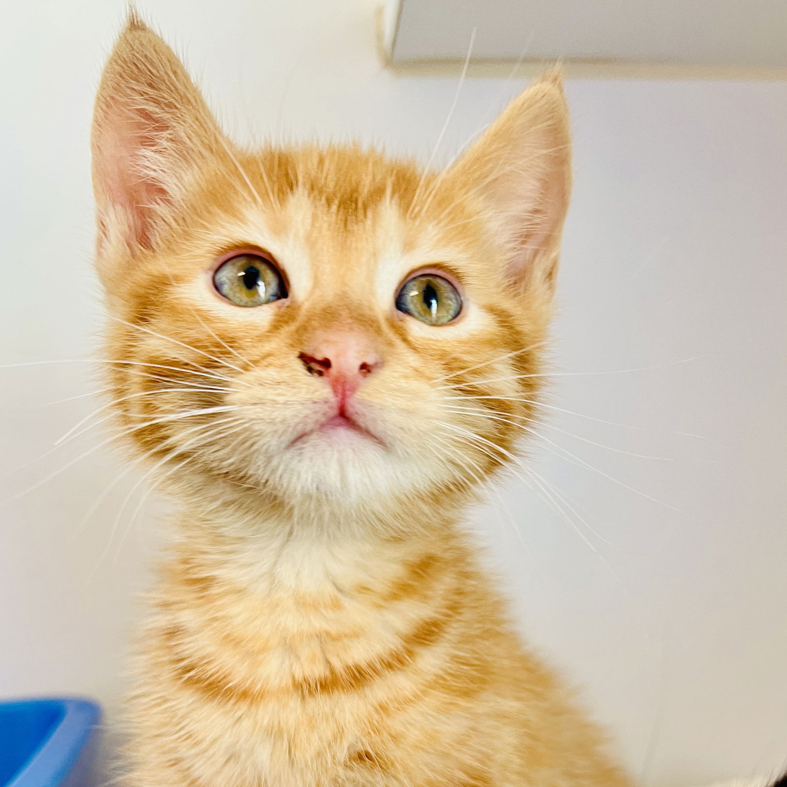 Firefly(Bonded with Cricket) Photo