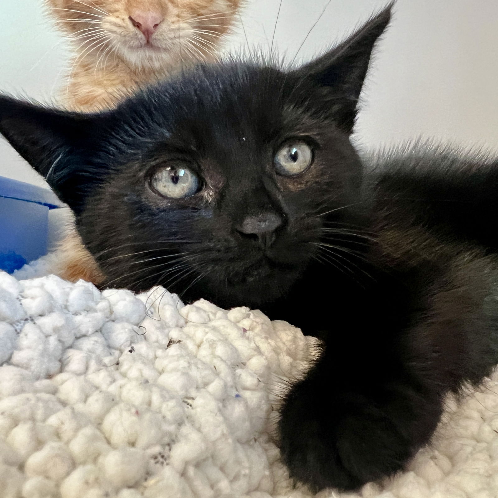 Cricket(Bonded with Firefly) Photo
